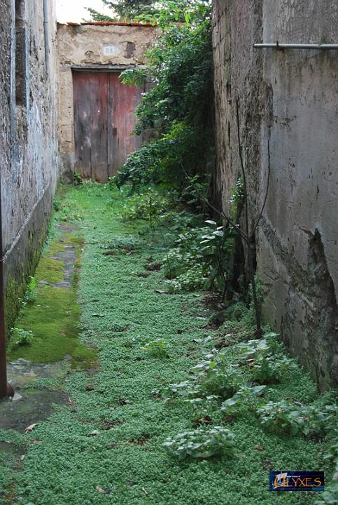 vialetto erbaceo.JPG